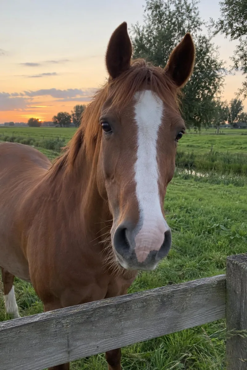 Foto van een paard